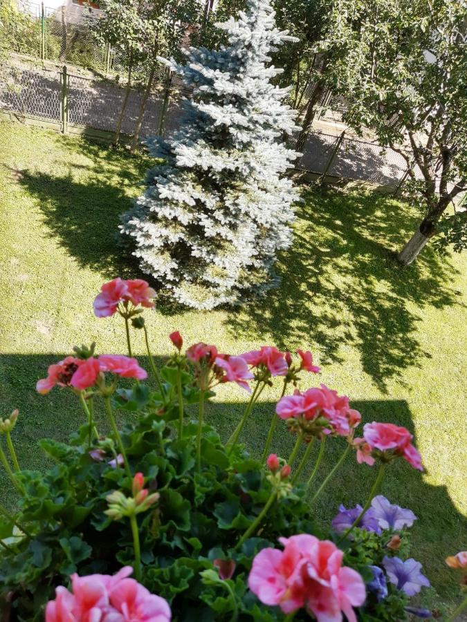 Casa Cu Flori Hotel Buşteni Екстериор снимка